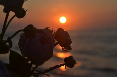 Gün batımında deniz kıyısının kumsalında uzanan gül çiçekleri. Yakın plan. Deniz kıyısındaki kumların üzerinde çiçek açan pembe güller ve yükselen güneş. Romantik ruh halini kavra.
