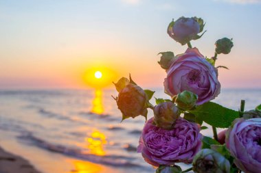 Gün batımında deniz kıyısının kumsalında uzanan gül çiçekleri. Yakın plan. Deniz kıyısındaki kumların üzerinde çiçek açan pembe güller ve yükselen güneş. Romantik ruh hali romantik konsept