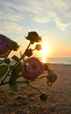 Gün batımında deniz kıyısının kumsalında uzanan gül çiçekleri. Yakın plan. Deniz kıyısındaki kumların üzerinde çiçek açan pembe güller ve yükselen güneş. Romantik ruh hali romantik konsept