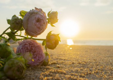 Gün batımında deniz kıyısının kumsalında uzanan gül çiçekleri. Yakın plan. Deniz kıyısındaki kumların üzerinde çiçek açan pembe güller ve yükselen güneş. Romantik ruh hali romantik konsept