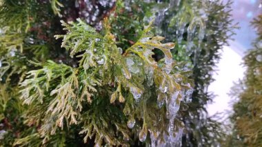 Her zaman yeşil olan thuja dalları üzerinde çok uzun buz sarkıtları. İlkbahar günü, uzun, eriyen buzdan damlayan su damlaları çalıların yapraklarının üzerine düşer. Donmuş dallar. Doğa geçmişi. Doğal arkaplan
