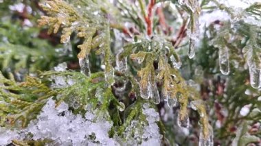 Her zaman yeşil olan thuja dalları üzerinde çok uzun buz sarkıtları. İlkbahar günü, uzun, eriyen buzdan damlayan su damlaları çalıların yapraklarının üzerine düşer. Donmuş dallar. Doğa geçmişi. Doğal arkaplan