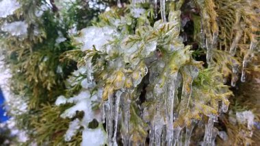 Her zaman yeşil olan thuja dalları üzerinde uzun buz sarkıtları. İlkbahar günü, çalı yapraklarının üzerindeki uzun su buzu. Donmuş kristal dallar. Buza bulanmış dallar. Doğa geçmişi. Doğal arkaplan