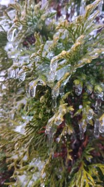 Her zaman yeşil olan thuja dalları üzerinde çok uzun buz sarkıtları. Bahar günü, uzun, eriyen buzdan damlayan su damlaları çalı yapraklarının üzerine dökülür. Donmuş dallar. Doğa geçmişi. Doğal arkaplan Dikey