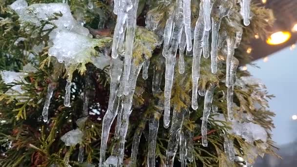 Long Icicles Evergreen Thuja Branches Close Long Water Ice Leaves — Stock Video