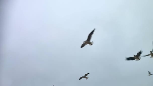 Чайки Летают Небе Многие Белые Морские Чайки Летают Небе Облачную — стоковое видео