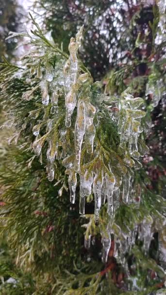 常绿藤枝条上的很长的冰柱都是特写 冬春的日子里 从长长的融化的冰上滴下的水滴在灌木丛的叶子上 冻死的树枝自然背景 自然背景垂直 — 图库视频影像