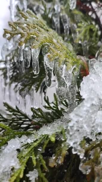 Sehr Lange Eiszapfen Immergrünen Thuja Zweigen Nahaufnahme Wassertropfen Tropfen Einem — Stockvideo