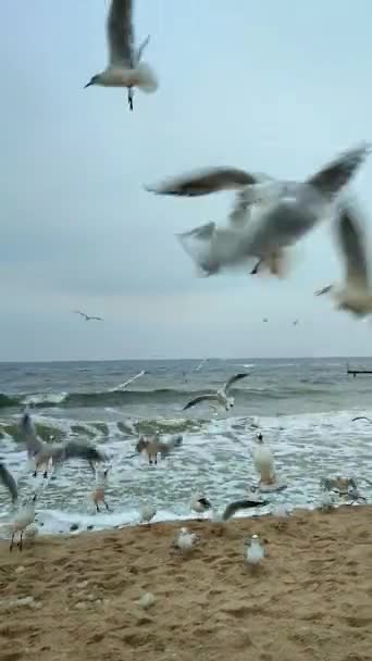 在多云的天气里 许多白色的海鸥在沙滩上飞来飞去 在靠近海浪的海滨沙滩上 在空中打补丁 — 图库视频影像