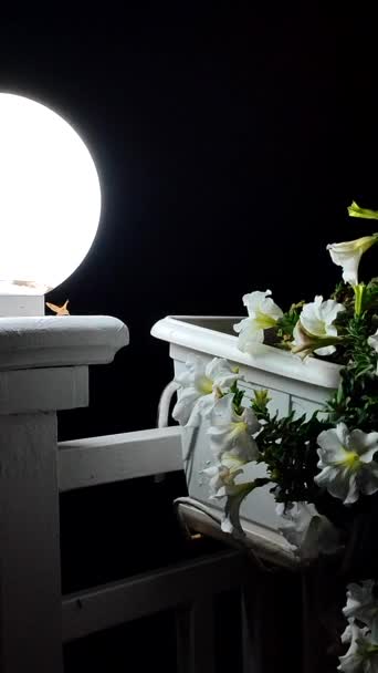 Lantaarn Schijnt Donkere Nacht Wit Bloeiende Bloemen Petunia Witte Pot — Stockvideo