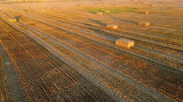 Square bales of pressed wheat straw lie on the field after the wheat harvest at sunset and dawn. Compressed straw bales on farm land after harvest. Agricultural farming industry. Agrarian industrial