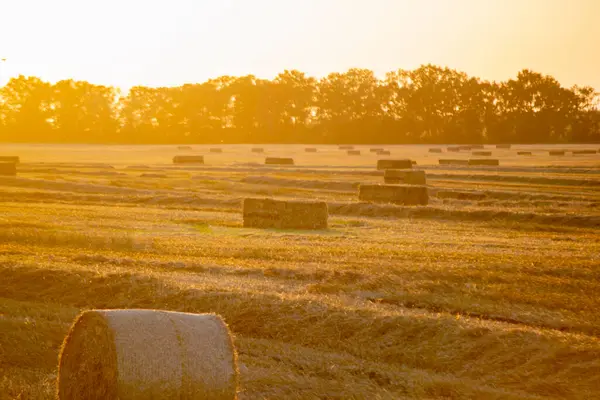 Round and square bales of pressed dry wheat straw on field after harvest. Summer sunny sunset dawn. Field bales of pressed wheat. Agro industrial harvesting works. Agriculture agrarian landscape
