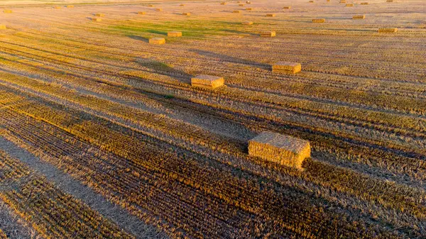 Square bales of pressed wheat straw lie on the field after the wheat harvest at sunset and dawn. Compressed straw bales on farm land after harvest. Agricultural farming industry. Agrarian industrial