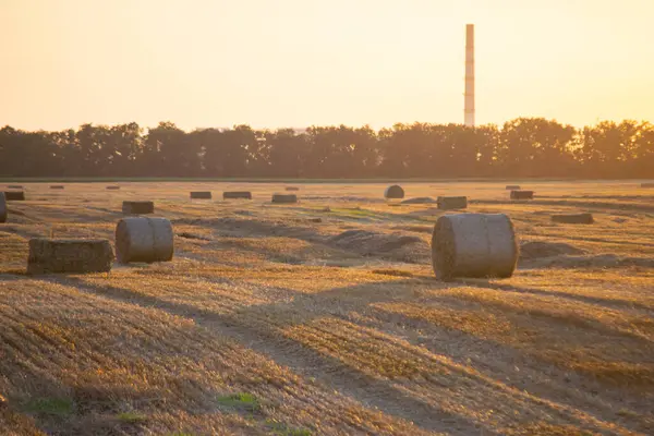 Round square bales of pressed dry wheat straw on field after harvest. Summer sunny evening, sunset dawn. Field bales of pressed wheat. Agro industrial harvesting works. Agriculture agrarian landscape