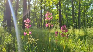 Pembe çiçekler ve yeşil yapraklar güneşli bir günde yeşil bahar ormanında parlak güneş tarafından aydınlatılıyor. Parlak çiçekler. Bahar yazında vahşi yaşam. Güneş ışınları. Bitki örtüsü. Doğal arkaplan Doğa arkaplanı