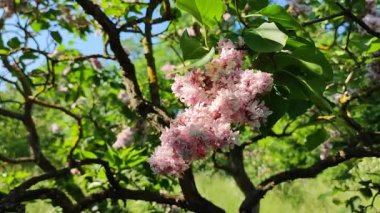 Güneşli bir bahar gününde, bir çalılık dalında güneş tarafından aydınlatılan yeşil yapraklı pembe çiçek leylağı. Parlak çiçekler. Bitki örtüsü. Doğal arkaplan Doğa arkaplanı
