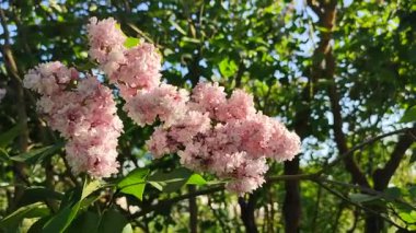 Güneşli bir bahar gününde, bir çalılık dalında güneş tarafından aydınlatılan yeşil yapraklı pembe çiçek leylağı. Parlak çiçekler. Bitki örtüsü. Doğal arkaplan Doğa arkaplanı