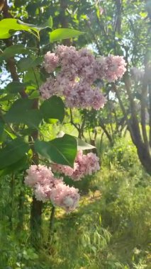Yeşil yapraklı pembe çiçek leylağı, güneşli bahar günlerinde çalılık dalında güneş tarafından aydınlatılır. Parlak çiçekler. Bitki örtüsü. Doğal arkaplan Doğa dikey arkaplan
