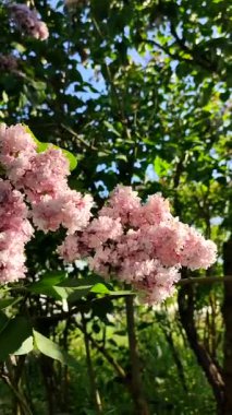 Yeşil yapraklı pembe çiçek leylağı, güneşli bahar günlerinde çalılık dalında güneş tarafından aydınlatılır. Parlak çiçekler. Bitki örtüsü. Doğal arkaplan Doğa dikey arkaplan