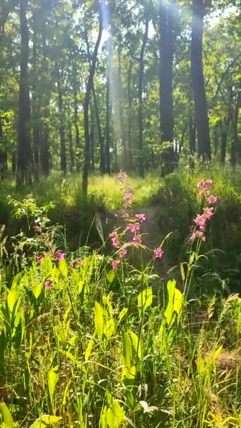 在阳光明媚的春天的森林里 粉色的花朵和绿叶被灿烂的阳光照耀着 灿烂的花朵 夏天的野生动物太阳光 植物植被 自然背景自然背景 垂直方向 — 图库视频影像