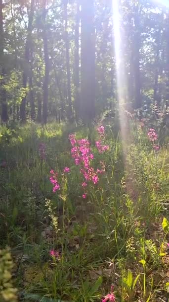 Różowe Kwiaty Zielone Liście Oświetlone Jasnym Słońcem Wiosennym Lesie Słoneczny — Wideo stockowe
