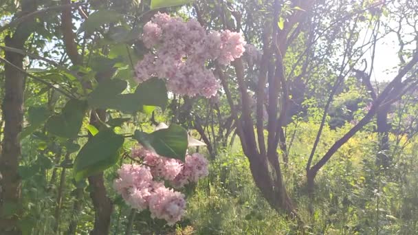 Суцвіття Рожевого Квіткового Бузку Зеленим Листям Освітленим Сонцем Гілці Кущового — стокове відео