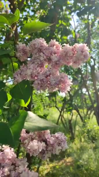 ピンクの花ライラックと緑の葉の蛍光は 晴れた春の日に茂った木の枝に日光で照らされます 明るい花が咲きました 植物の植生について バックドロップ — ストック動画