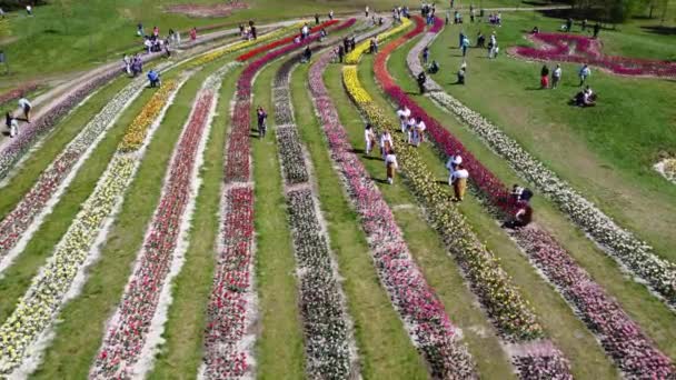 Parque Paisaje Con Muchos Tulipanes Muchas Personas Caminando Parque Ajardinado — Vídeo de stock