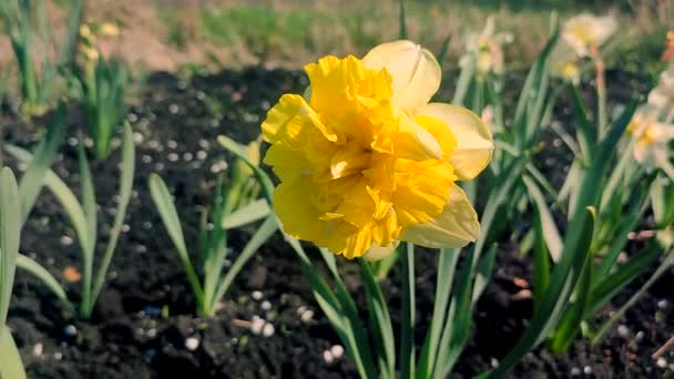 Large Large Yellow Narcissus Flower Green Stem Green Leaves Growing — Stock Video