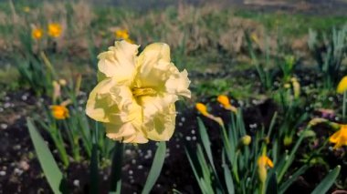 Yeşil saplı büyük sarı narsisli çiçek ve güneşli bahar gününde kara toprakta büyüyen yeşil yapraklar. Bitkisel çiçek nergis. Çiçek, taç yaprakları ve erkek organları. Doğa bitkileri