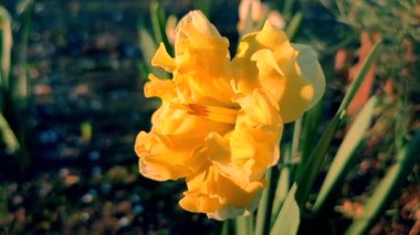 Yeşil saplı büyük sarı narsisli çiçek ve güneşli bahar gününde kara toprakta büyüyen yeşil yapraklar. Bitkisel çiçek nergis. Çiçek, taç yaprakları ve erkek organları. Doğa bitkileri
