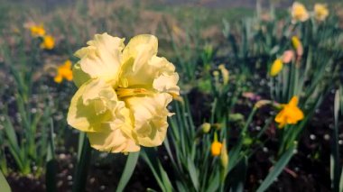 Yeşil saplı büyük sarı narsisli çiçek ve güneşli bahar gününde kara toprakta büyüyen yeşil yapraklar. Bitkisel çiçek nergis. Çiçek, taç yaprakları ve erkek organları. Doğa bitkileri