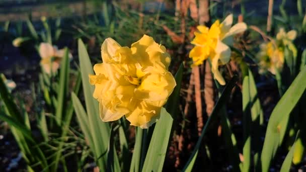 Velké Žluté Narcisy Kvetou Zeleném Stonku Zelenými Listy Rostoucími Černé — Stock video