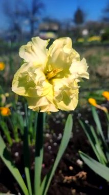 Yeşil saplı büyük sarı narsisli çiçek ve güneşli bahar gününde kara toprakta büyüyen yapraklar. Bitkisel nergis çiçeği. Çiçek, taç yaprakları ve erkek organları. Doğayı dikey yerleştirir