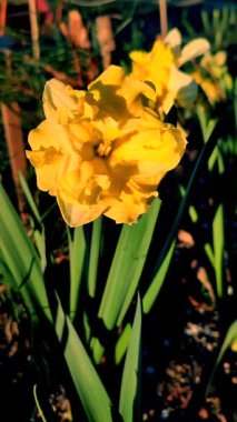 Yeşil saplı büyük sarı narsisli çiçek ve güneşli bahar gününde kara toprakta büyüyen yapraklar. Bitkisel nergis çiçeği. Çiçek, taç yaprakları ve erkek organları. Doğayı dikey yerleştirir