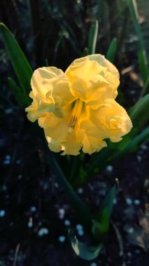 Yeşil saplı büyük sarı narsisli çiçek ve güneşli bahar gününde kara toprakta büyüyen yapraklar. Bitkisel nergis çiçeği. Çiçek, taç yaprakları ve erkek organları. Doğayı dikey yerleştirir