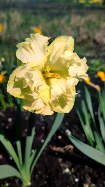 Velké Žluté Narcisy Kvetou Zeleném Stonku Listy Rostoucími Černé Zemi — Stock video