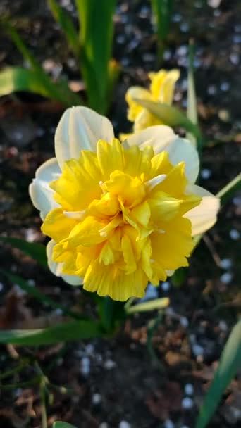 Large Large Yellow Narcissus Flower Green Stem Leaves Growing Black — Stock Video