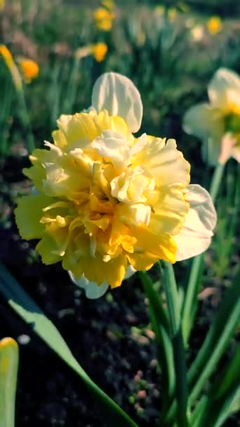 Μεγάλο Μεγάλο Κίτρινο Λουλούδι Νάρκισσος Πράσινο Στέλεχος Φύλλα Που Αναπτύσσονται — Αρχείο Βίντεο