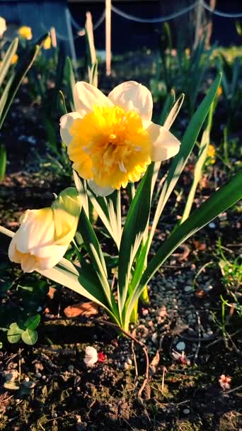Velké Žluté Narcisy Kvetou Zeleném Stonku Listy Rostoucími Černé Zemi — Stock video