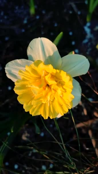 Gran Flor Narciso Amarillo Grande Tallo Verde Con Hojas Que — Vídeo de stock