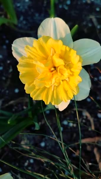 Large Large Yellow Narcissus Flower Green Stem Leaves Growing Black — Stock Video