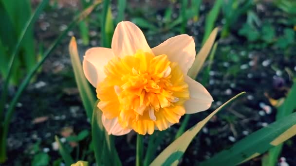 Grande Fleur Narcisse Jaune Sur Tige Verte Avec Des Feuilles — Video