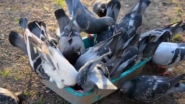 喂鸟阳光灿烂的早晨 成群的鸽子吃着碗里的食物 许多鸽子从盘子里啄食 许多鸽子的身体 养鸟的鸽子 — 图库视频影像