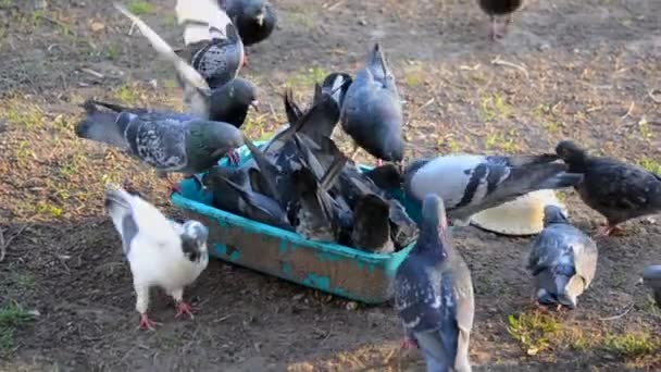 バードフィード 日当たりの良い朝にボウルから食べ物を食べる鳩の群れ 多くのハト鳥が皿から食べ物をひそめている 多くの鳩の鳥の尾 鳥を飼育する フェザーベッド — ストック動画