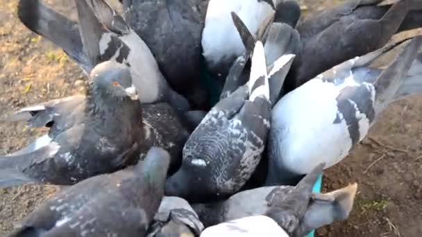 Alimentazione Degli Uccelli Stormo Piccioni Che Mangiano Cibo Dalla Ciotola — Video Stock
