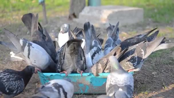 Fågelfoder Duvor Som Äter Mat Från Skålen Solig Morgon Många — Stockvideo