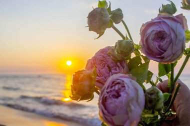 Gün batımında deniz kıyısının kumsalında uzanan gül çiçekleri. Yakın plan. Deniz kıyısındaki kumların üzerinde çiçek açan pembe güller ve yükselen güneş. Romantik ruh hali romantik konsept