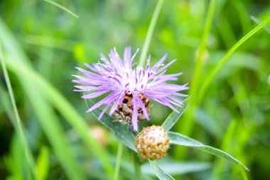 İnce yapraklı, güzel, mor, çiçek açan mor bir çiçek ve bulanık yeşil arka planda, pudra kovanlı bir arı. Doğal arkaplan Doğa arkaplanı