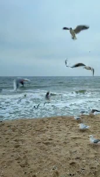 Mnoho Bílých Racků Písku Létající Pro Jídlo Kroužení Záplatování Vzduchu — Stock video